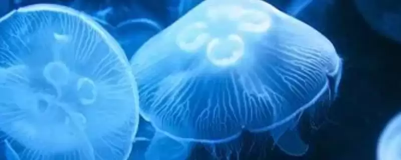 野村水母是啥水母?水母知识与养鱼重点细节讲解?-会东网
