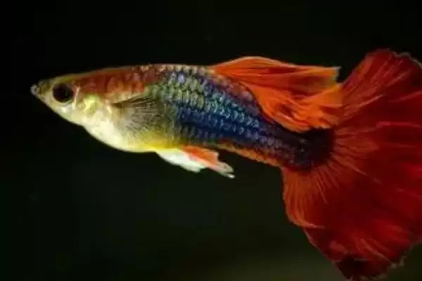 图片[7]-鱼是怎么受精怀孕的？鱼受精繁殖知识与养鱼关键细节？-会东网