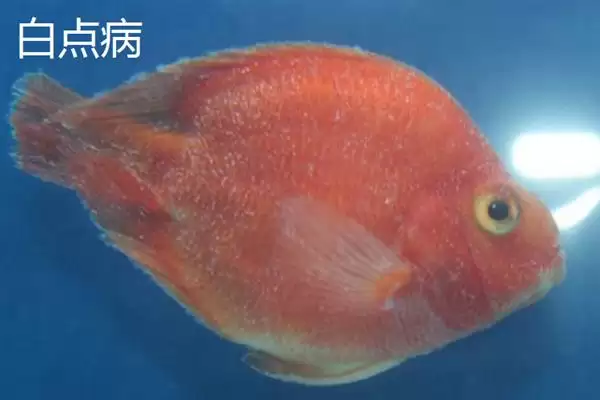 图片[6]-鹦鹉鱼患病咋办？鹦鹉鱼疾病处理与养鱼重点细节？-会东网