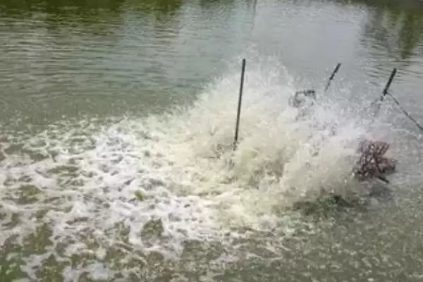 图片[4]-怎么处理浑浊的养殖水体？水体浑浊处理与养鱼重点？-会东网