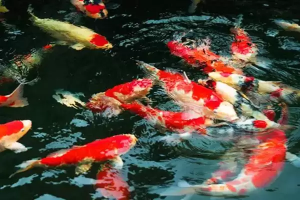 图片[2]-养锦鲤不打氧气行吗？锦鲤养殖供氧与养鱼细节要点？-会东网