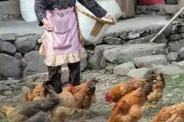 图片[4]-生鱼能否直接喂鸡？生鱼用途知识与养鱼关键细节？-会东网