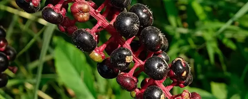 茎紫红商陆与绿茎商陆的区别 ,二者在哪些方面有差异呢-会东网