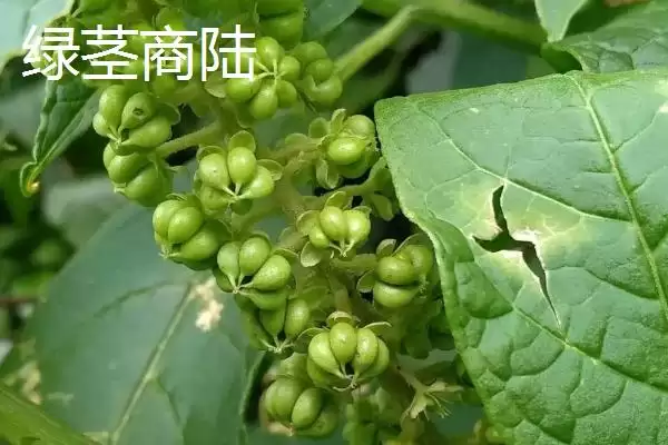 茎紫红商陆与绿茎商陆的区别 ,二者在哪些方面有差异呢插图2 茎紫红商陆与绿茎商陆的区别 ,二者在哪些方面有差异呢插图2