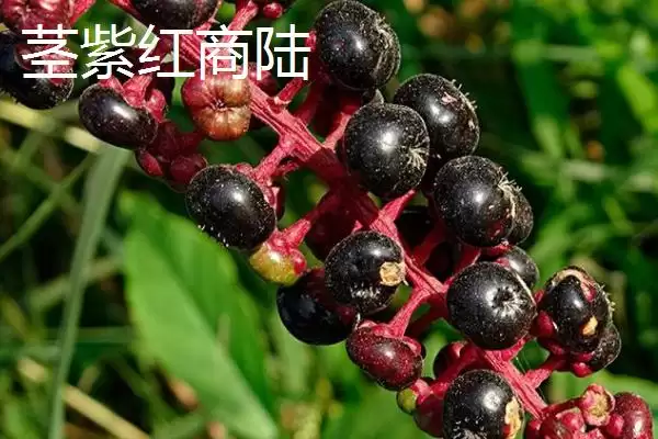 茎紫红商陆与绿茎商陆的区别 ,二者在哪些方面有差异呢插图1 茎紫红商陆与绿茎商陆的区别 ,二者在哪些方面有差异呢插图1
