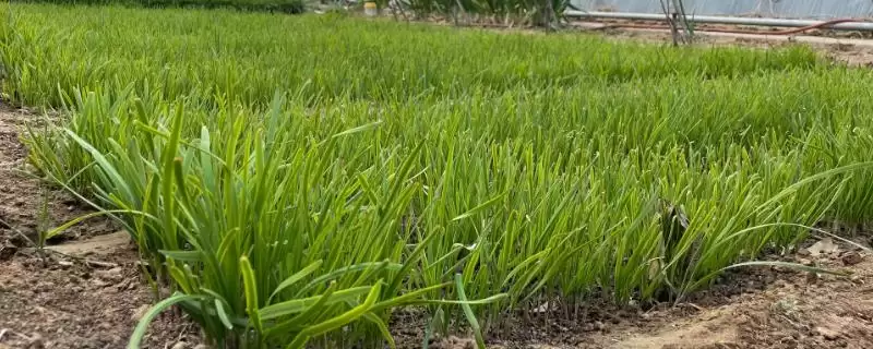 韭菜的种植环境 ,韭菜适合在怎样肥沃的环境中生长呢?-会东网