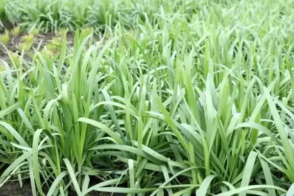 图片[2]-韭菜的种植环境 ,韭菜适合在怎样肥沃的环境中生长呢？-会东网