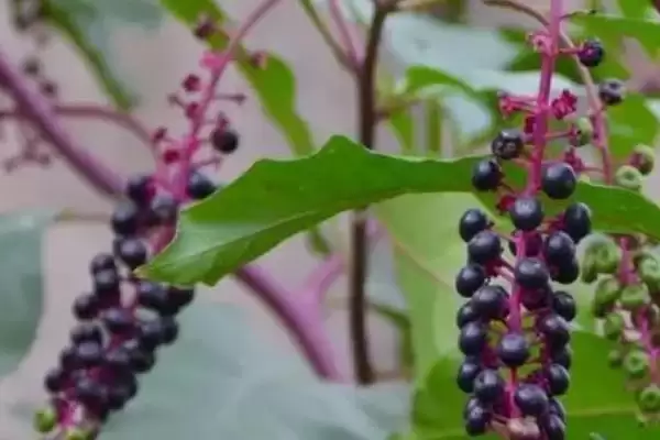 茎紫红商陆与绿茎商陆的区别 ,二者在哪些方面有差异呢插图4 茎紫红商陆与绿茎商陆的区别 ,二者在哪些方面有差异呢插图4