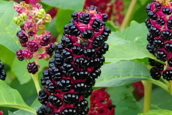 茎紫红商陆与绿茎商陆的区别 ,二者在哪些方面有差异呢插图3 茎紫红商陆与绿茎商陆的区别 ,二者在哪些方面有差异呢插图3