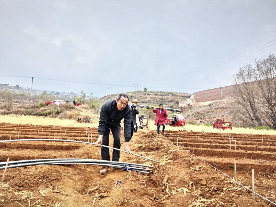 会东:抢抓春耕备耕,合作社引领当归种植促增收插图1 会东:抢抓春耕备耕,合作社引领当归种植促增收插图1