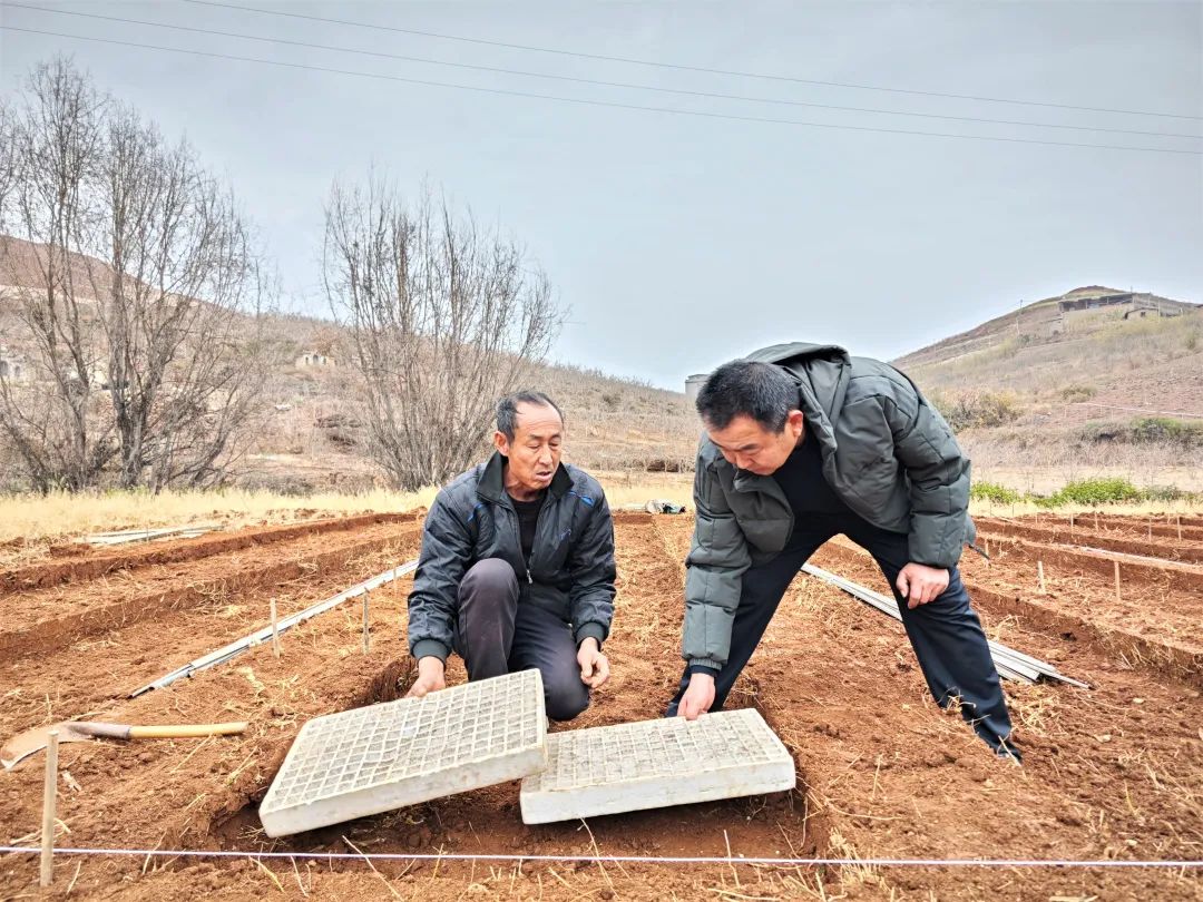 会东:抢抓春耕备耕,合作社引领当归种植促增收插图2 会东:抢抓春耕备耕,合作社引领当归种植促增收插图2