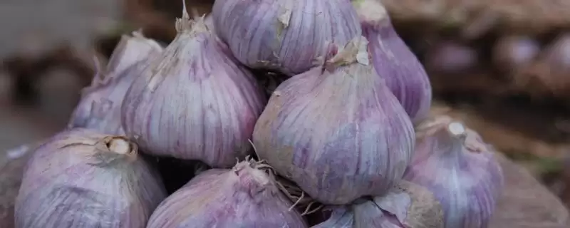蒜瓣为何在暑假期间不发芽？探究蒜瓣暑假不发芽原因要考虑哪些环境和生理因素？-会东网