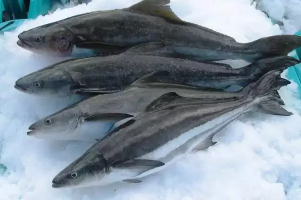 军曹鱼的简介 ,军曹鱼是一种怎样的鱼类统称呢？插图2