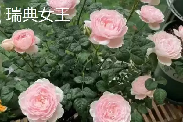 图片[6]-认识月季品种的方法和重点？认识月季品种要做好哪些细节？-会东网