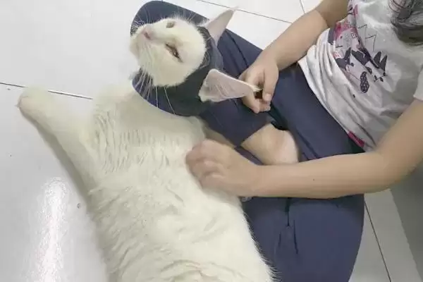 猫伤口露肉应该怎么处理呢 ,猫伤口露肉需先消毒后再包扎插图3