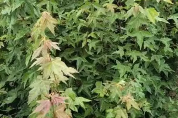 图片[3]-三角枫的繁殖方法？繁殖三角枫要遵循哪些科学的繁殖方法和步骤？-会东网