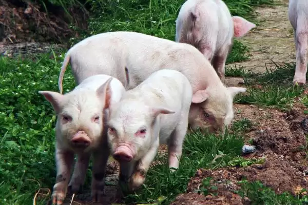 了解荣昌猪出名原因的方法和重点？养猪要做好哪些地方名种研究细节？插图2