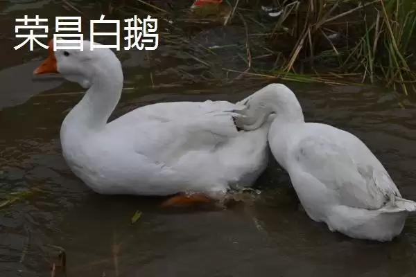 了解重庆市荣昌区特产的方法和重点?养猪与地方特色有哪些关联细节?插图4 了解重庆市荣昌区特产的方法和重点?养猪与地方特色有哪些关联细节?插图4