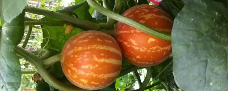 香水瓜种子选种的方法和重点?选香水瓜种子要做好哪些细节?-会东网
