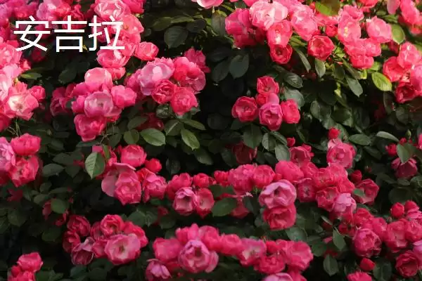 图片[9]-认识月季品种的方法和重点？认识月季品种要做好哪些细节？-会东网