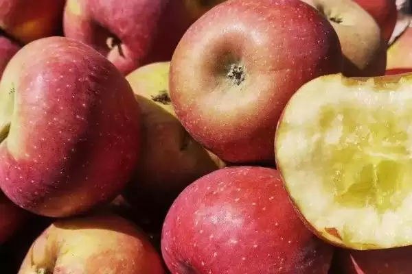 大凉山丑苹果好不好吃，果肉甘甜且细腻插图1