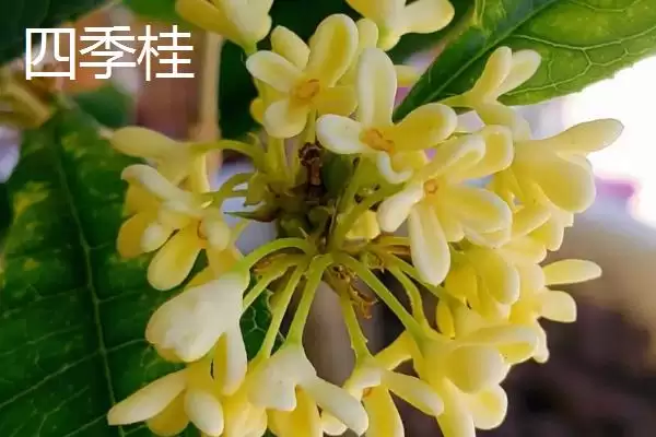 图片[3]-日香桂和四季桂的区别？区分日香桂和四季桂要关注哪些差异？-会东网