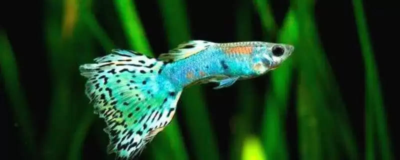 孔雀鱼上浮的原因 ,缺氧和烂鳃病如何导致孔雀鱼上浮?-会东网