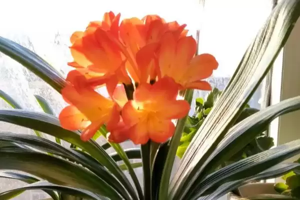 君子兰夏季烂根的处理 ,君子兰夏季烂根怎么重新栽种呢?插图2 君子兰夏季烂根的处理 ,君子兰夏季烂根怎么重新栽种呢?插图2