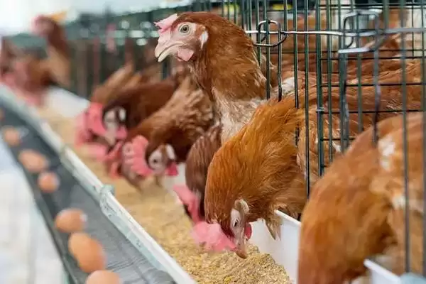 蛋鸡一天生多少个蛋,每天通常产1-2个蛋插图11 蛋鸡一天生多少个蛋,每天通常产1-2个蛋插图11