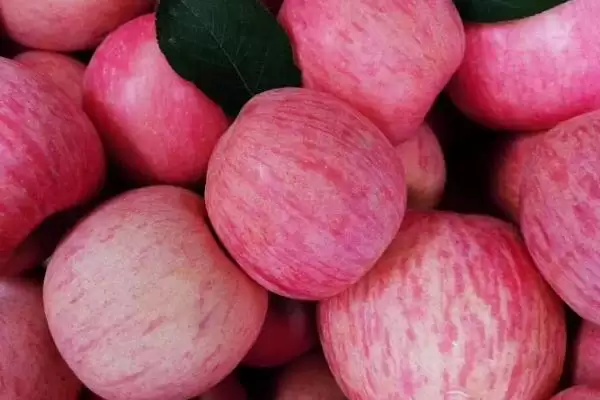 中国红富士苹果哪里最出名,这六个地区为主产区插图3 中国红富士苹果哪里最出名,这六个地区为主产区插图3