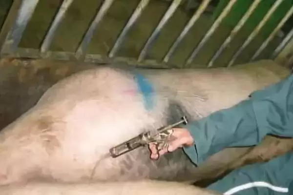给猪注射的正确方法和重点？养猪要做好哪些注射细节？插图1