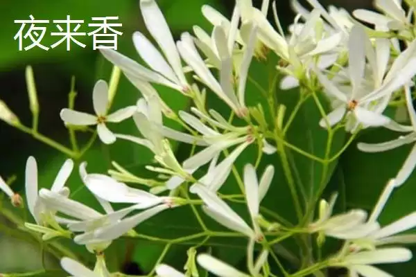 图片[6]-认识学校树木的方法和重点？认识学校树木要做好哪些细节？-会东网