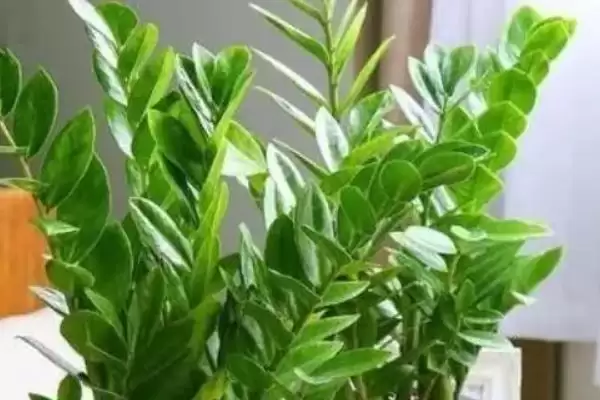 金钱木侧芽的繁殖方式 ,金钱木侧芽常采用什么方式繁殖插图4