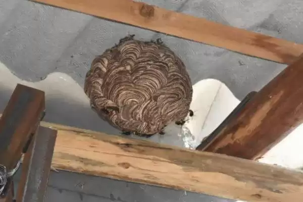 马蜂在窗户角筑巢怎么办,威胁到人身安全时则要立即处理掉插图1 马蜂在窗户角筑巢怎么办,威胁到人身安全时则要立即处理掉插图1