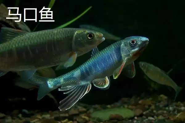 宽鳍鱲和马口鱼的区别 ,宽鳍鱲胸鳍的黑色斑点有何特征？插图6