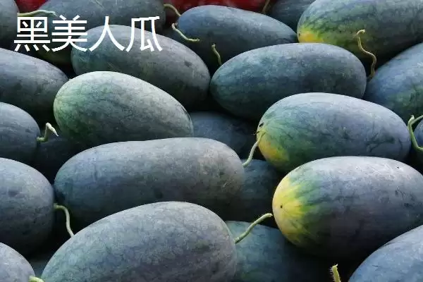 了解西瓜常见品种的方法和重点？认识西瓜品种要做好哪些细节？插图2