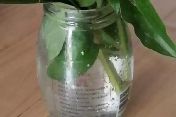 图片[2]-芍药花的水养方法？水养芍药花要遵循哪些科学的养护步骤？-会东网