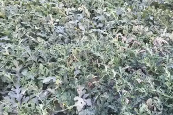 西瓜种子催芽方法的方法和重点?西瓜种子催芽要做好哪些细节?插图6 西瓜种子催芽方法的方法和重点?西瓜种子催芽要做好哪些细节?插图6