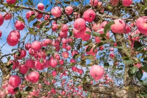 苹果着色的决定性因素,与品种、栽培环境和肥料等有关插图3 苹果着色的决定性因素,与品种、栽培环境和肥料等有关插图3