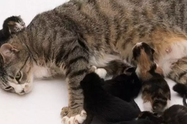 母猫产后一个月有哪些注意事项 ,母猫产后一月需关注饮食、乳房等方面插图1 母猫产后一个月有哪些注意事项 ,母猫产后一月需关注饮食、乳房等方面插图1