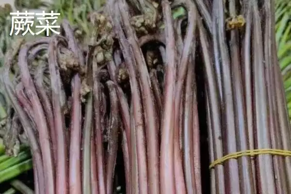 图片[6]-薇菜的收获时间？确定薇菜收获时间要关注哪些生长周期和品质影响要点？-会东网