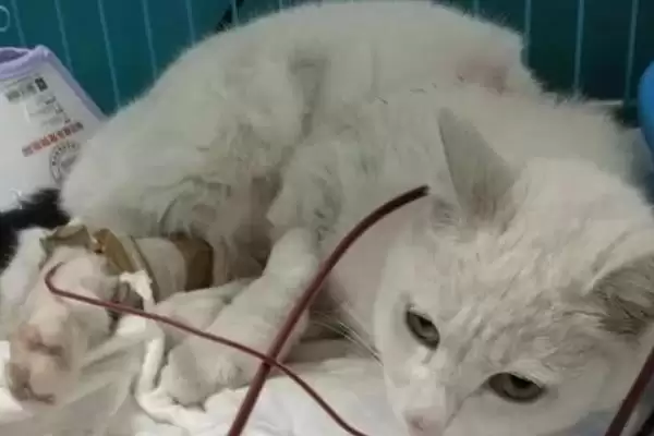 图片[6]-犬猫敌鼠钠中毒症状剖析：身上大块出血的危害及处理-会东网
