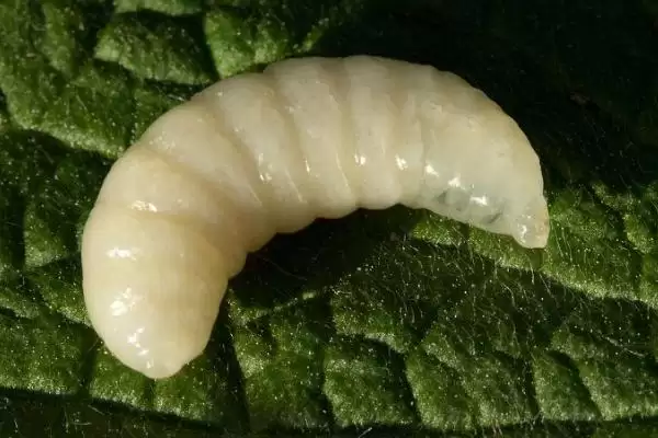 图片[3]-蜂王幼虫吃什么食物，蜂王幼虫吃蜂王浆-会东网