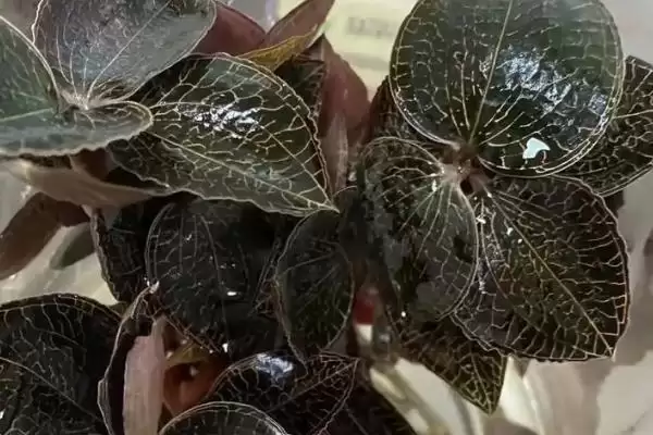 金线莲的品种 ,常见的金线莲有哪些品种呢插图3 金线莲的品种 ,常见的金线莲有哪些品种呢插图3