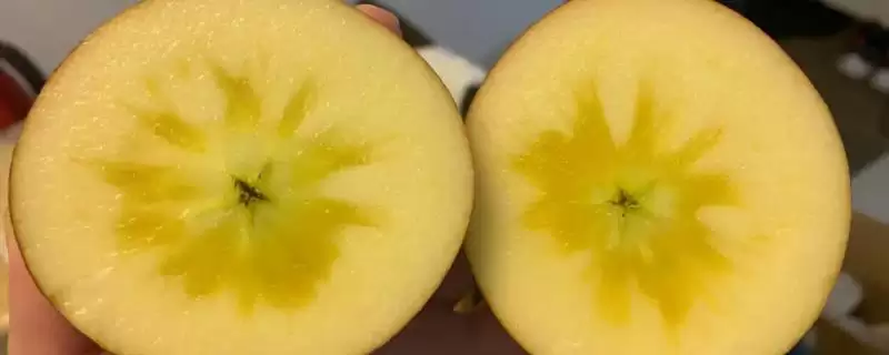 冰糖心苹果是特殊的品种吗,并非特殊的品种-会东网