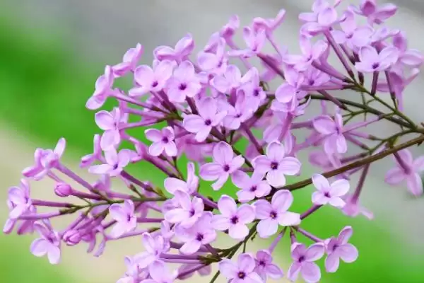 图片[3]-怎么养丁香花盆栽，冬季养殖时需要移至室内-会东网