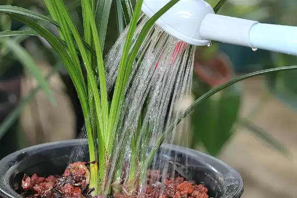 图片[6]-兰花的种植方法 ,兰花种植前消毒杀菌有何重要性？-会东网