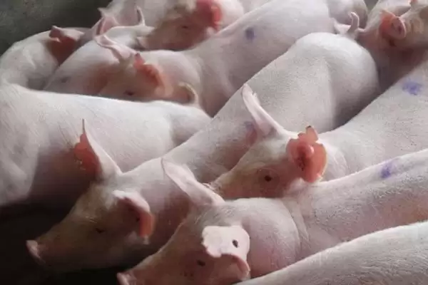 避免猪咬架的方法和重点?养猪要做好哪些猪群关系管理细节?插图1 避免猪咬架的方法和重点?养猪要做好哪些猪群关系管理细节?插图1