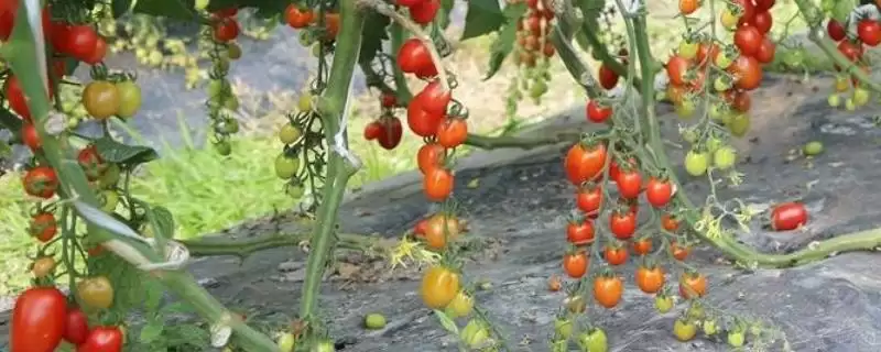夏天种能快速生长蔬菜的种类和要点？夏天选种速生蔬菜需关注哪些品种？-会东网
