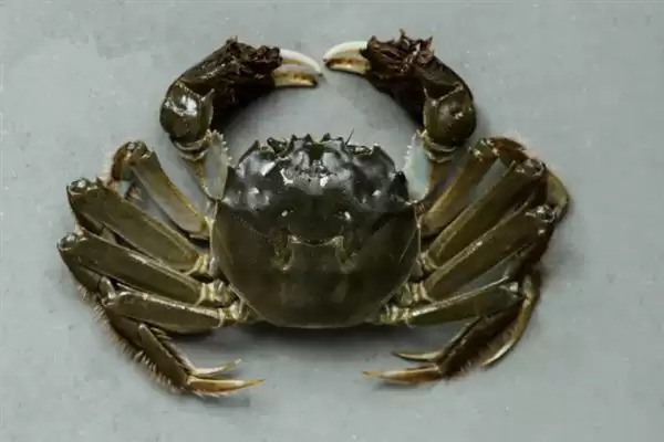 螃蟹价格的波动因素:不同品种价格不同的背后原因插图1 螃蟹价格的波动因素:不同品种价格不同的背后原因插图1